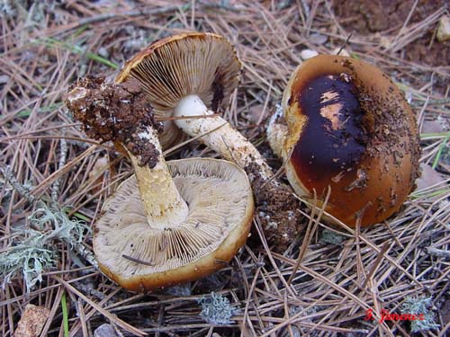 Pholiota carbonaria